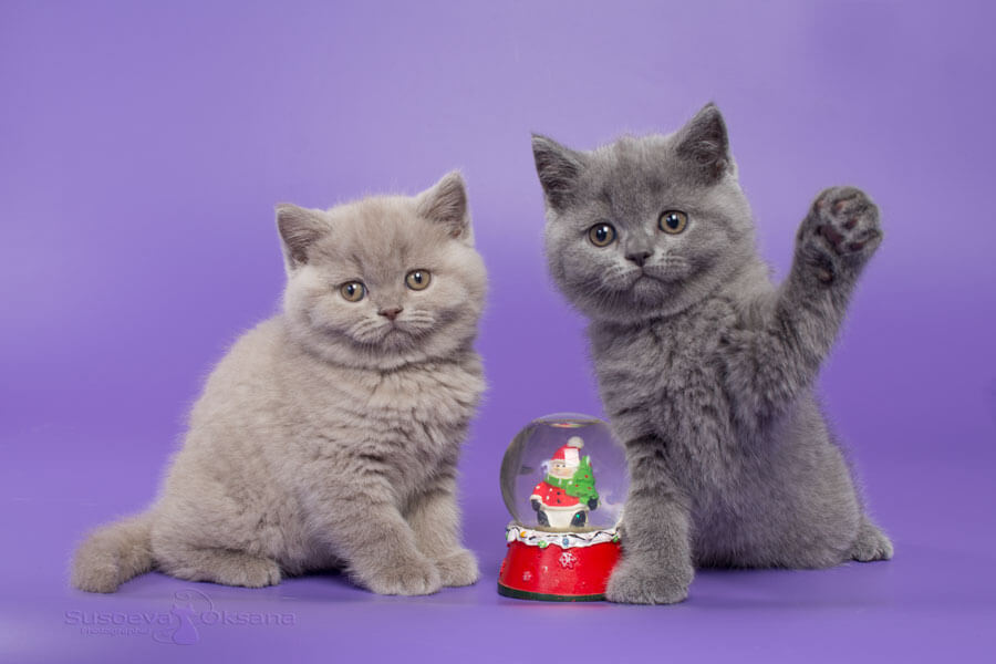 Лиловая кошка и голубой котик