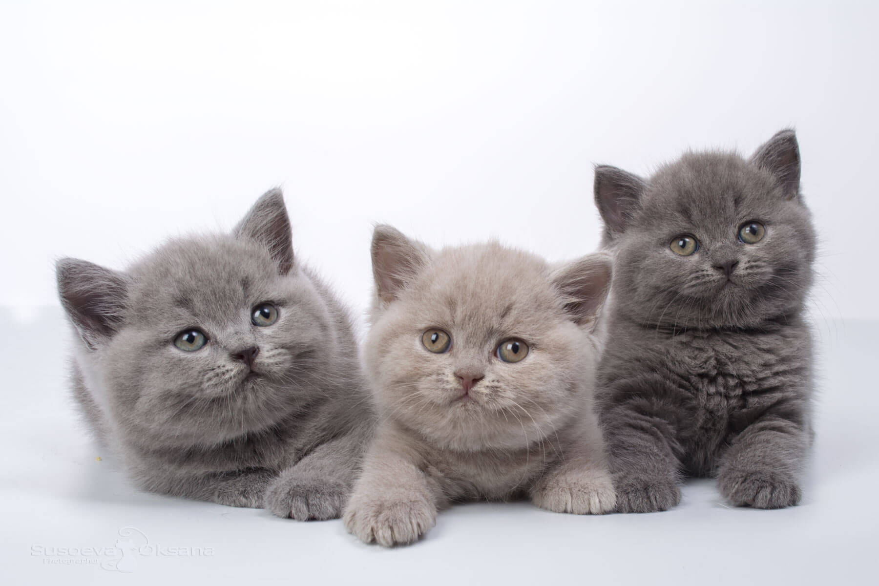 Фото британских котят однотонных окрасов