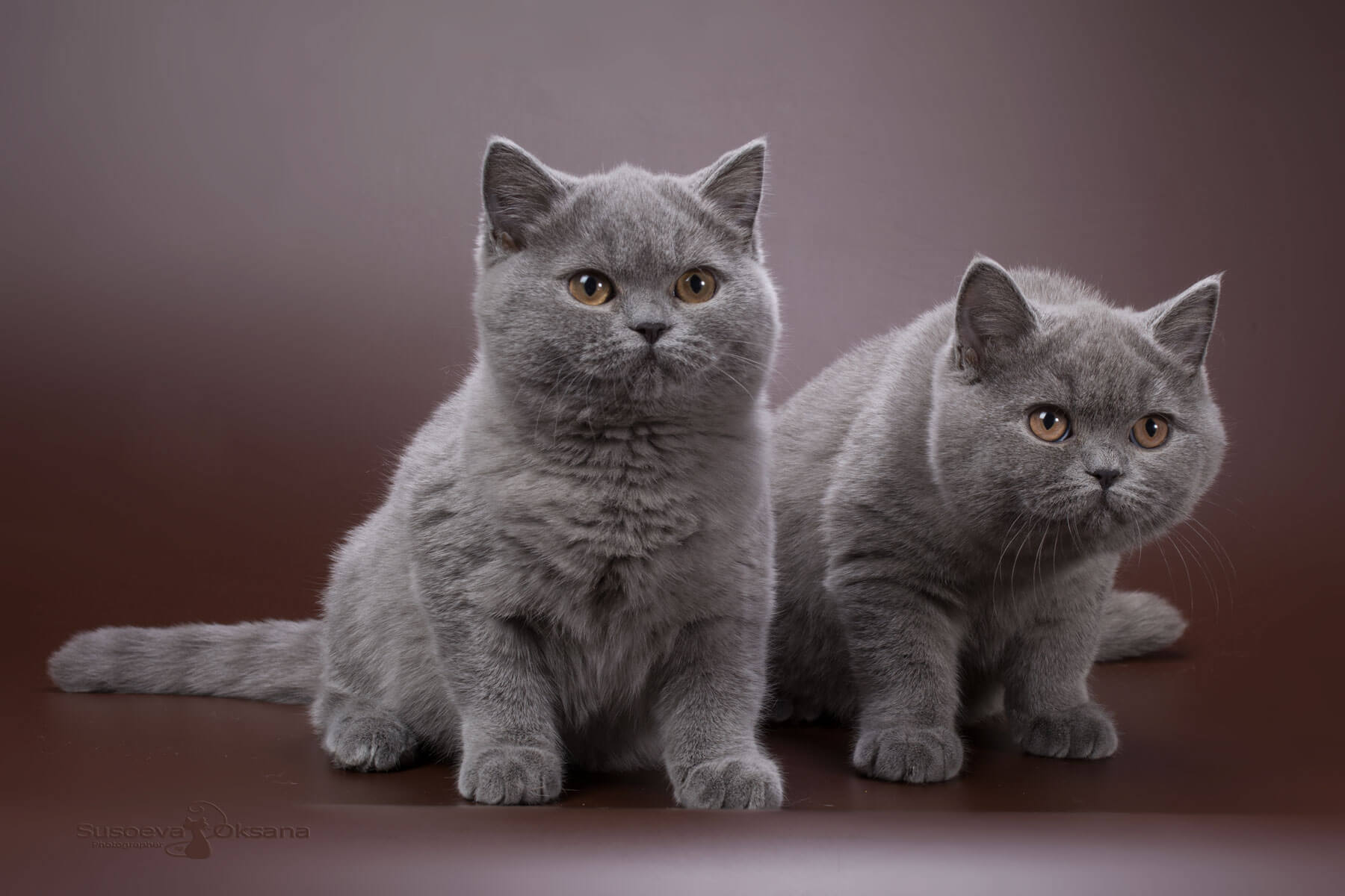 Фото голубых британских кошек в возрасте 4 месяца, купить британских голубых кошек в Минске