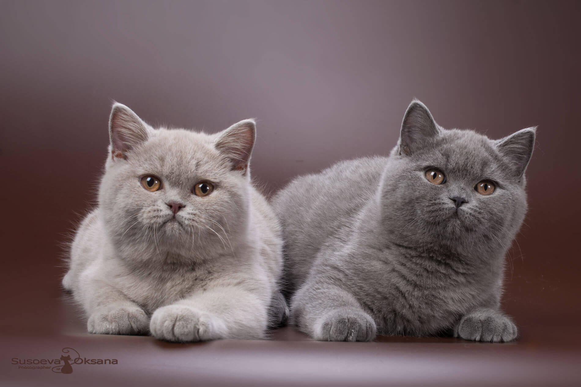 Фото голубой британской кошки и лилового британского  кота