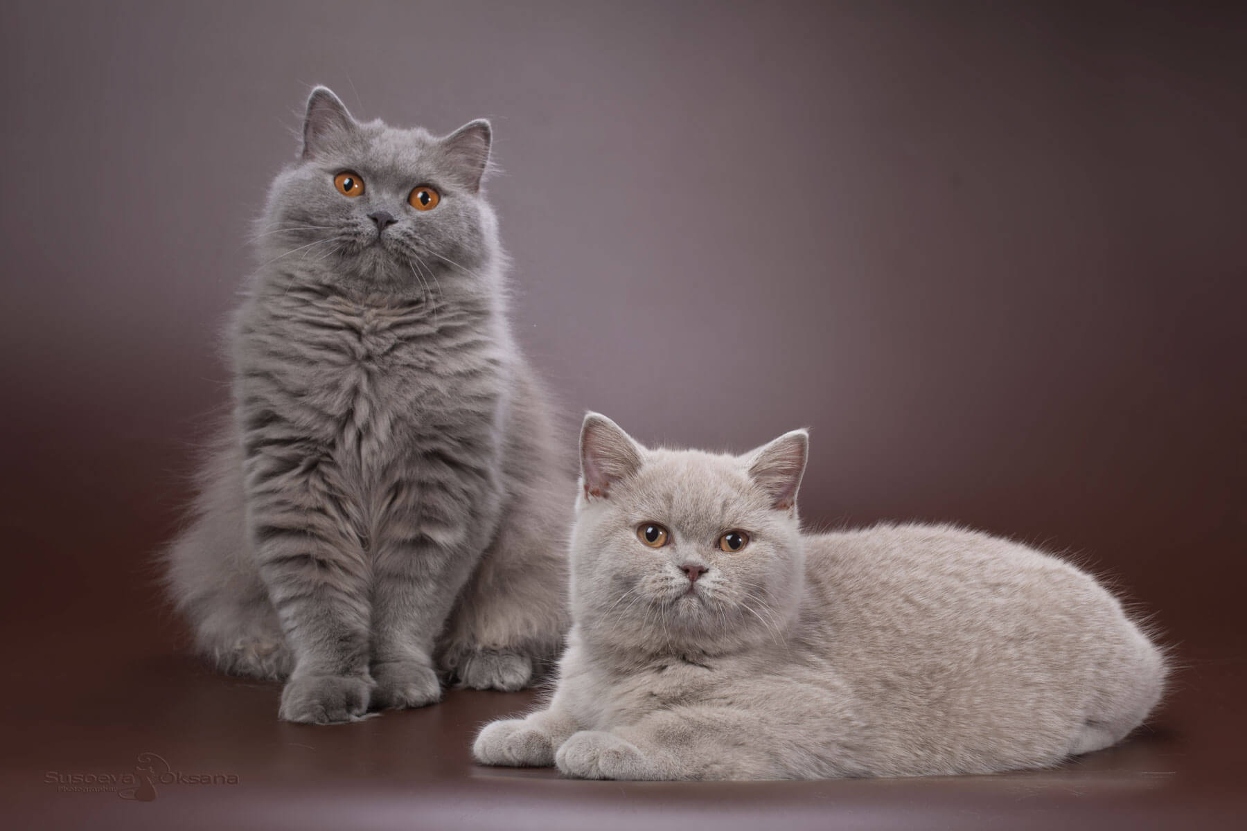 Лиловый британский котёнок и голубая британская длинношерстная кошка , купить в Минске