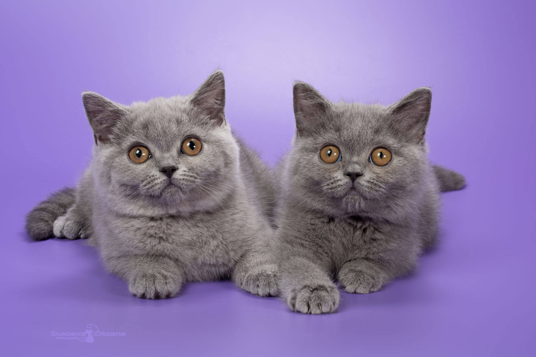 Два голубых котёнка на сиреневом