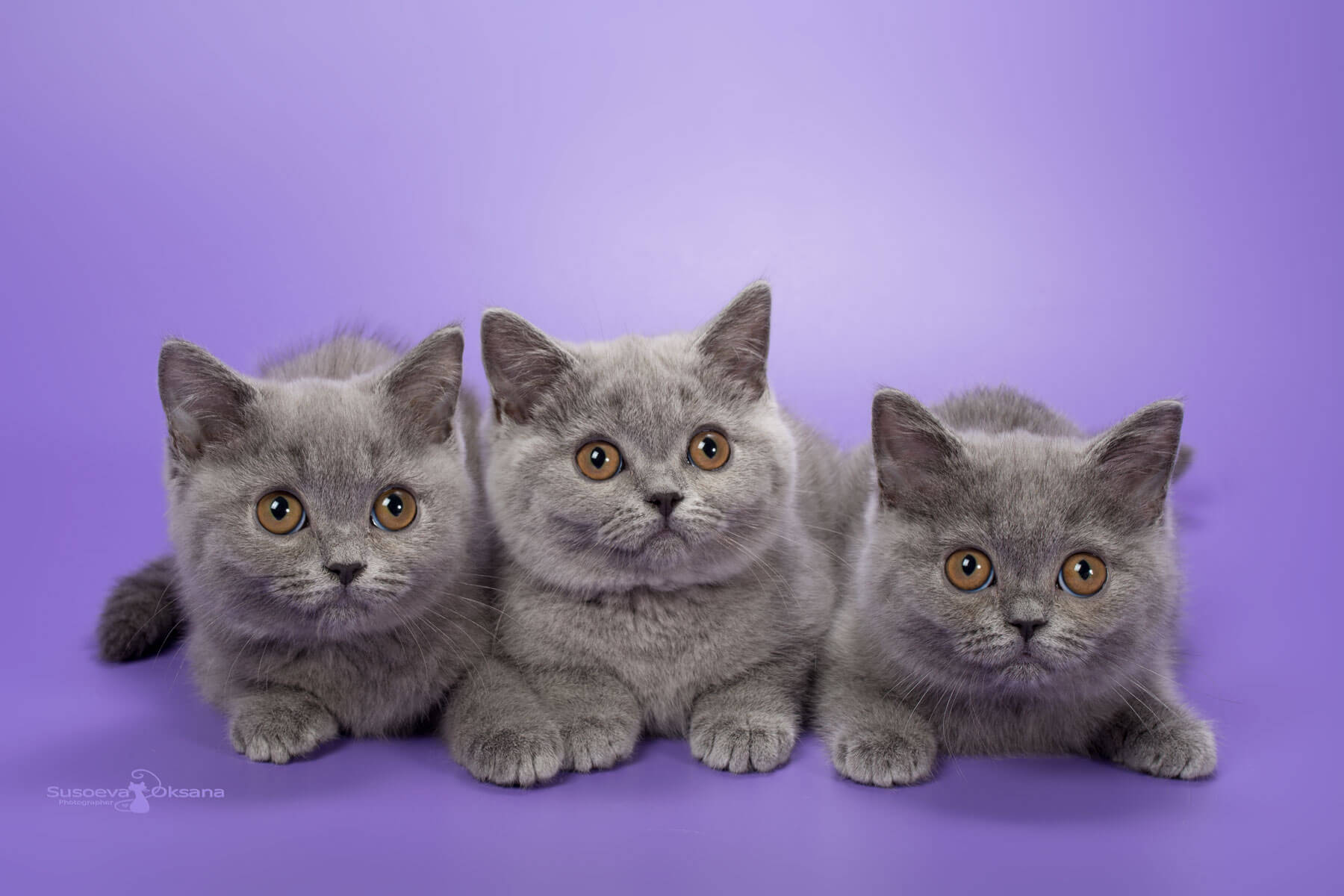 Три голубых котёнка на сиреневом