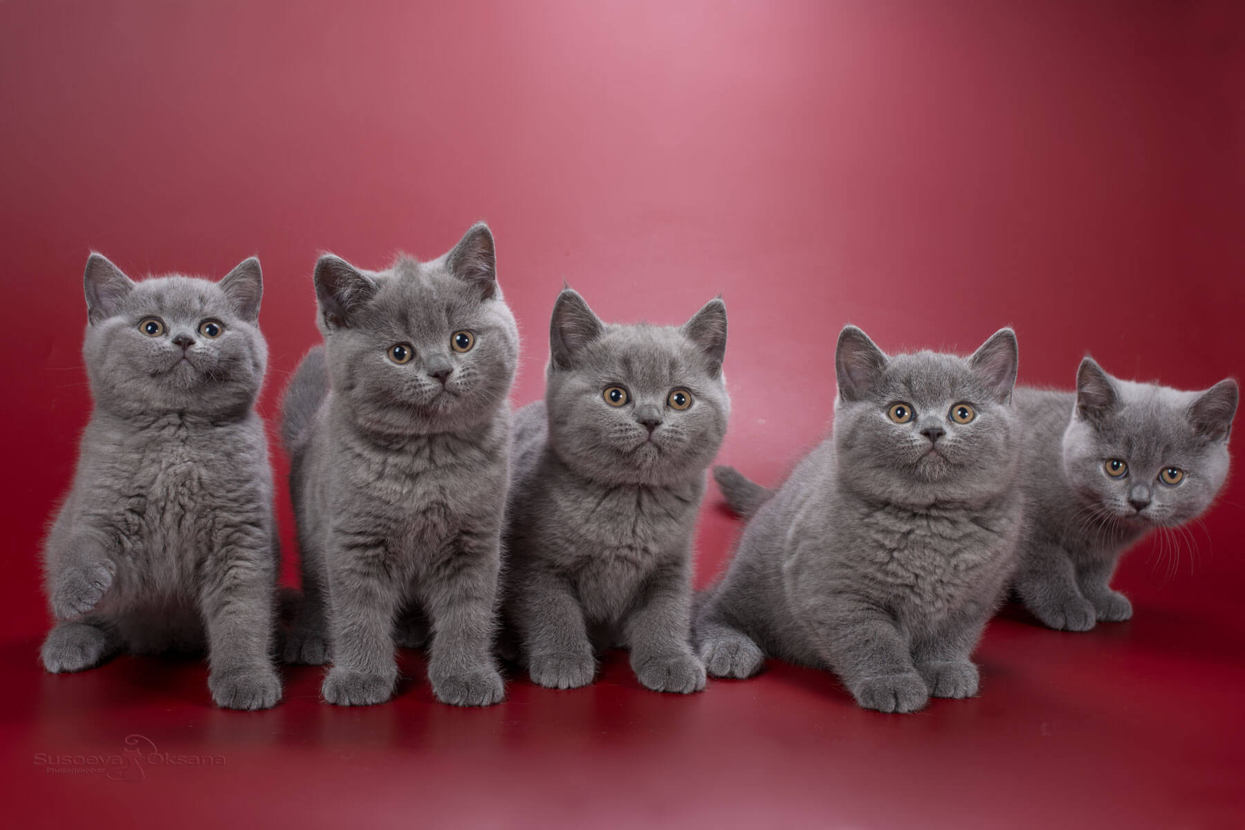 Пять голубых кошек
