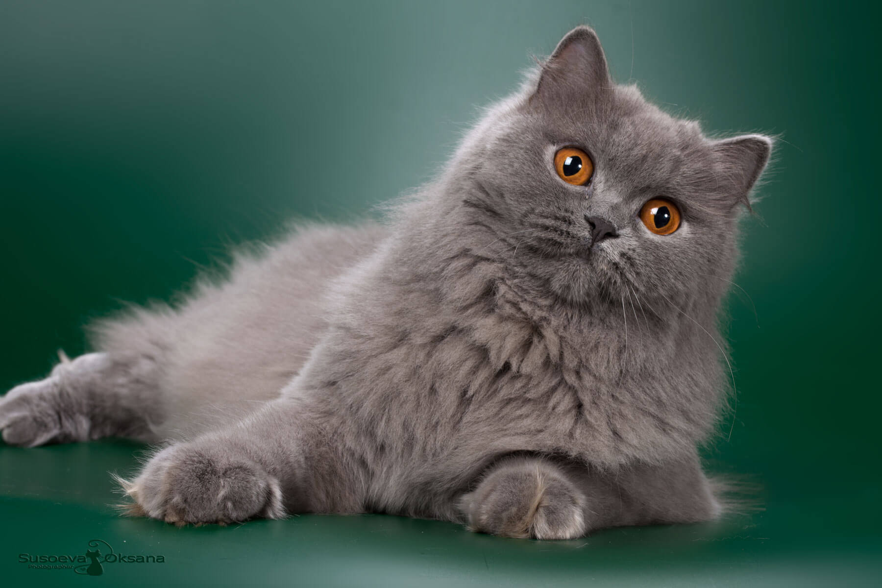 Фото длинношерстной голубой британской кошки Wixie
