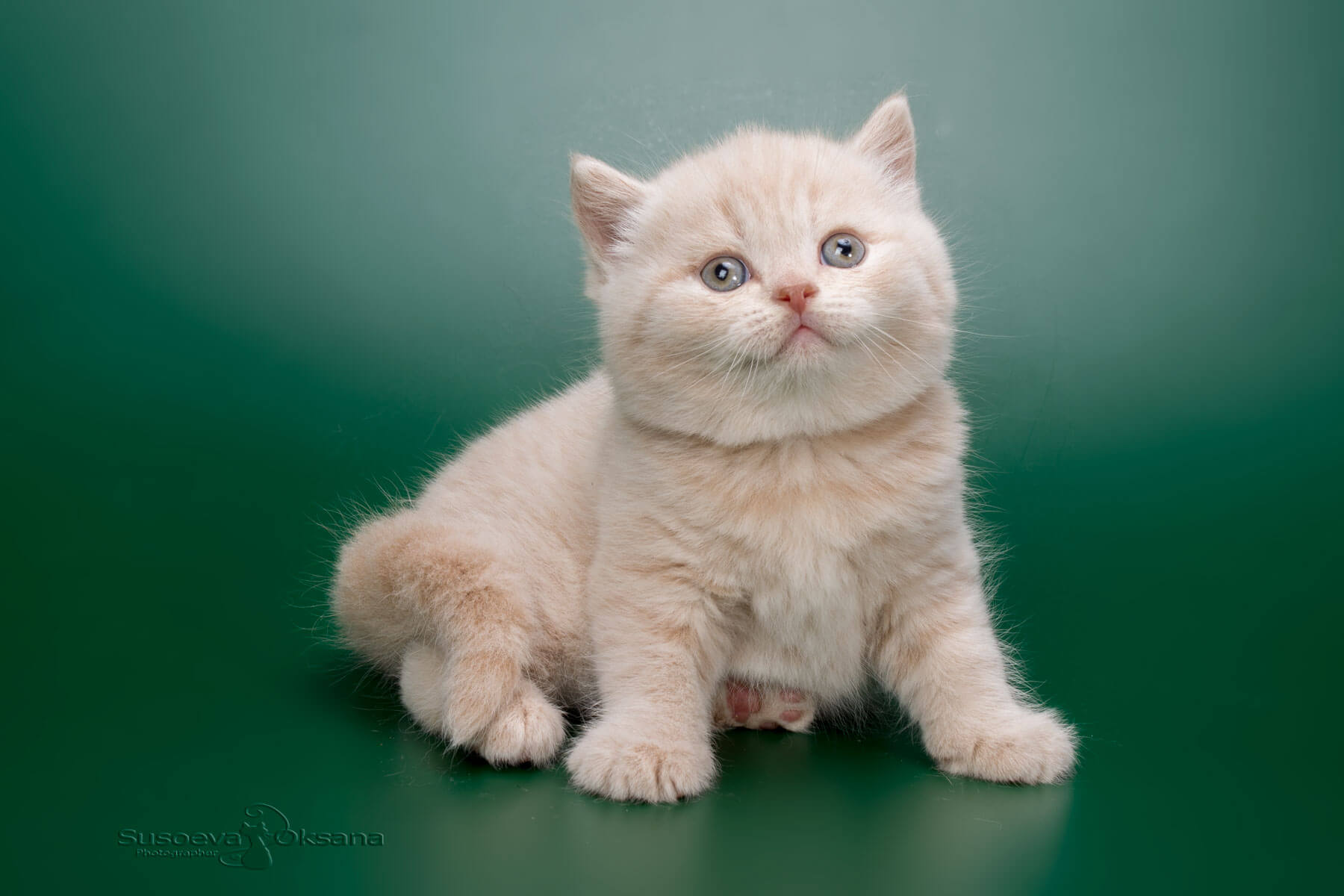 Голубой котёнок-кошка британец Флосси, фото, цена