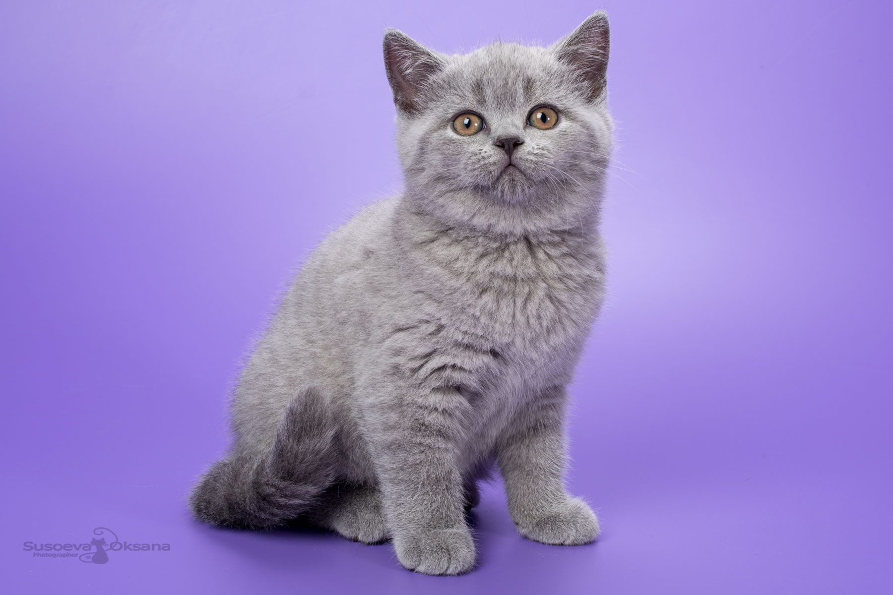 Лиловый британец мальчик - котёнок Фуджи, фото, цена
