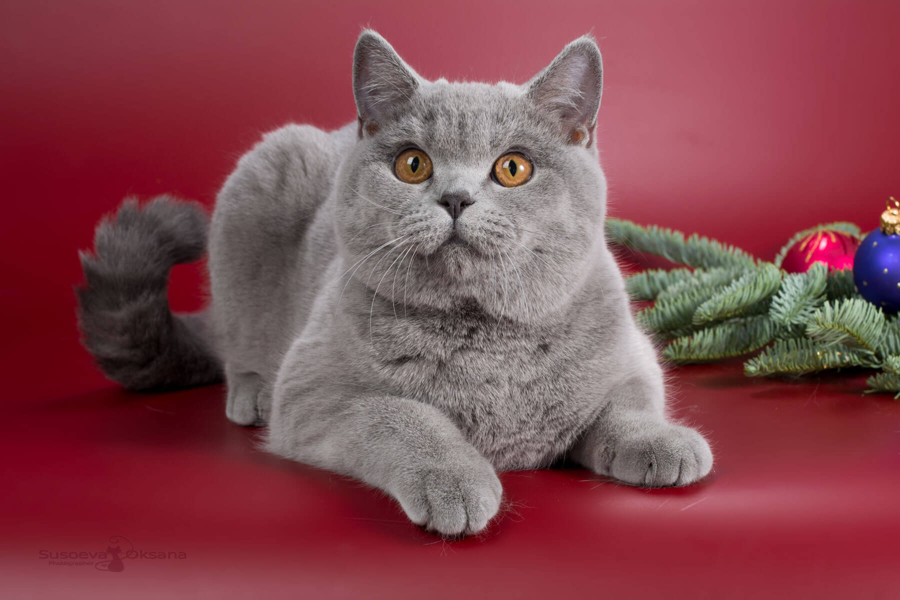 Голубой котёнок-кошка британец Киара, фото, цена
