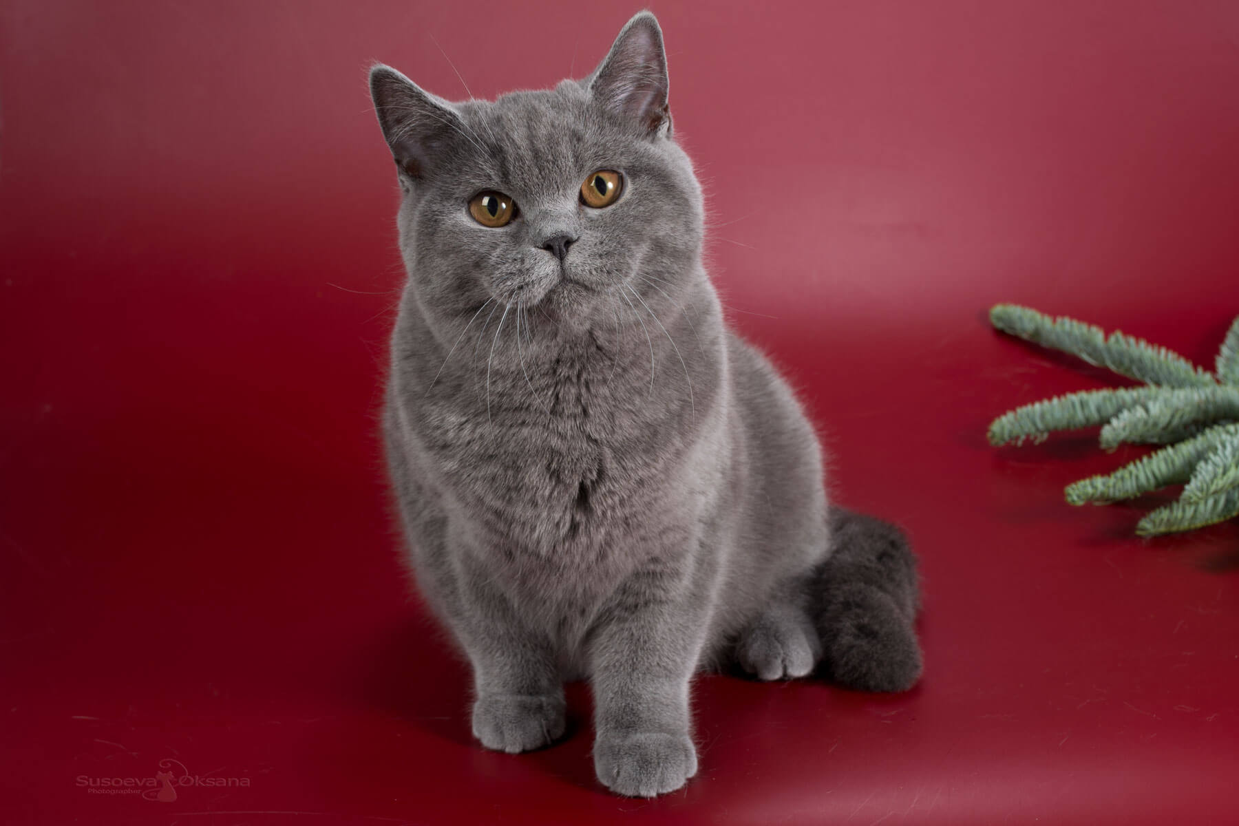 Голубой котёнок-кошка британец Канди, фото, цена