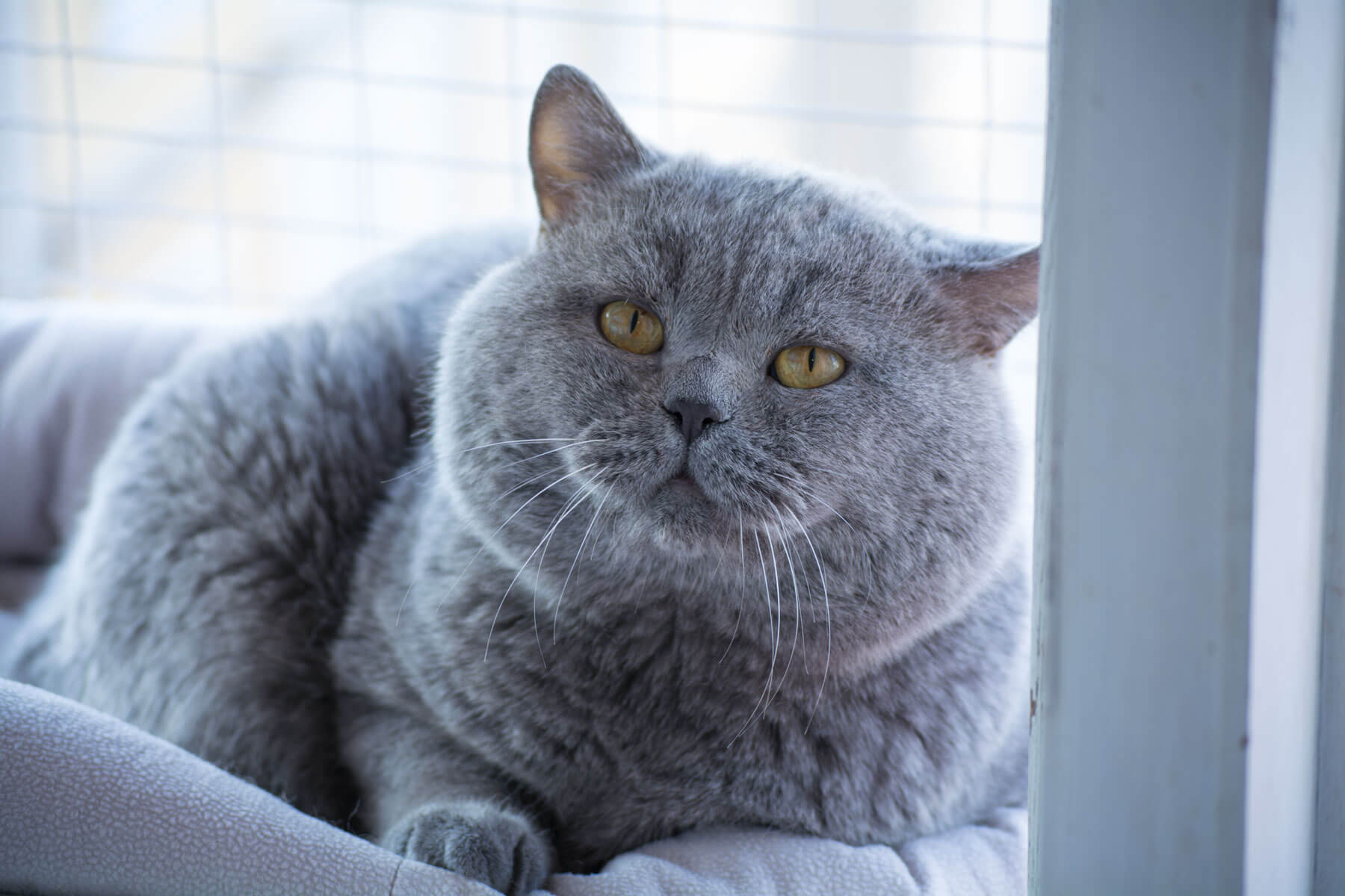 Голубой британский кот Кейси, фото