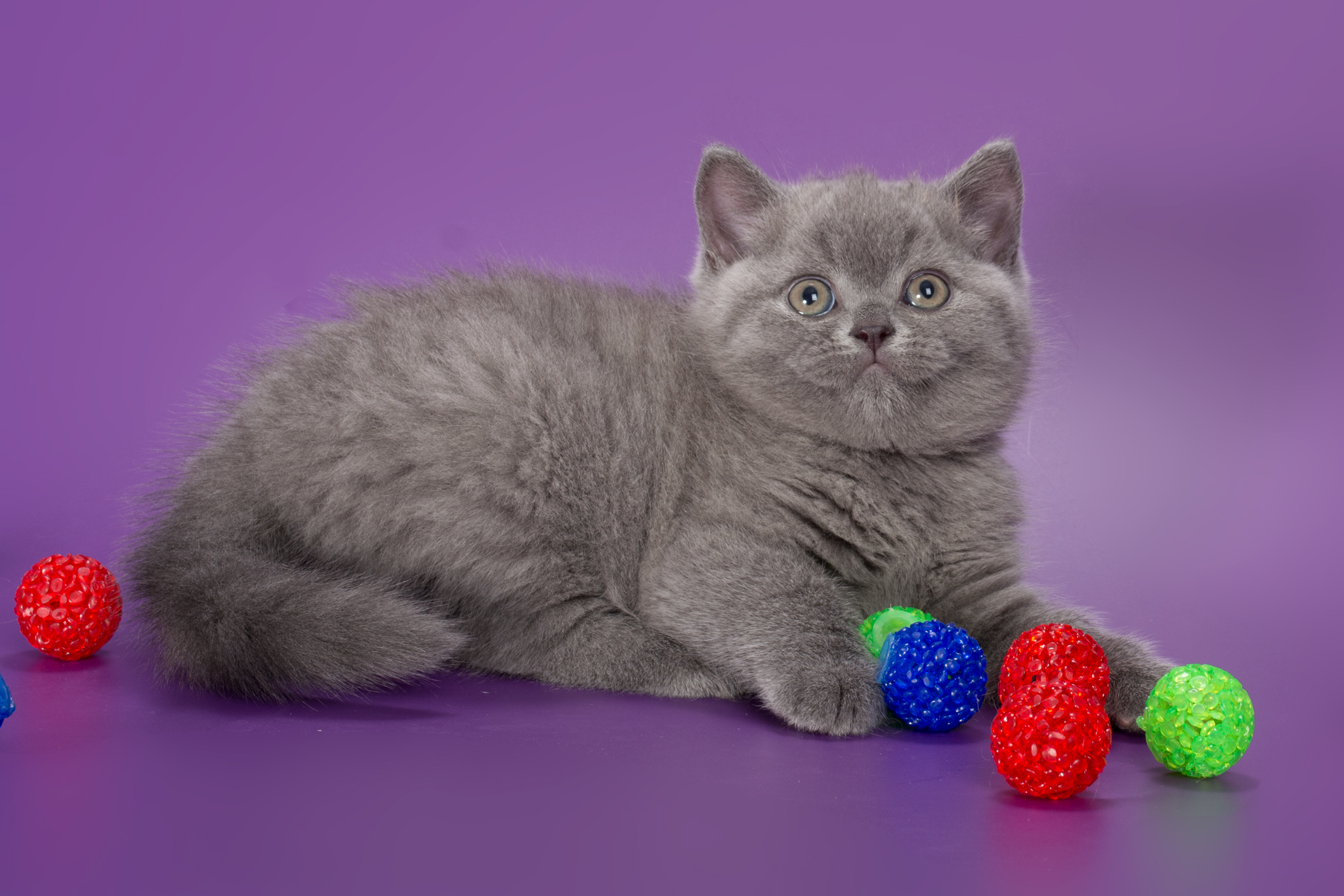Британский голубой котёнок Тайгер, фото.
