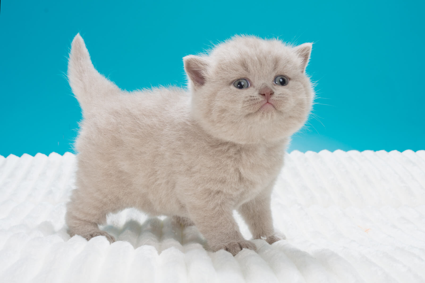 Фото британского голубого котёнка в возрасте 3 недели 