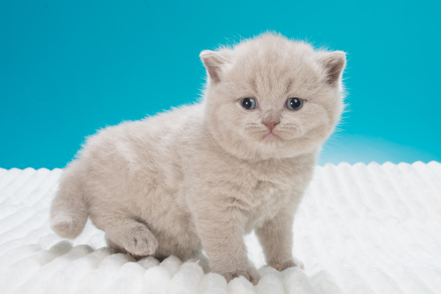 Фото британского голубого котёнка