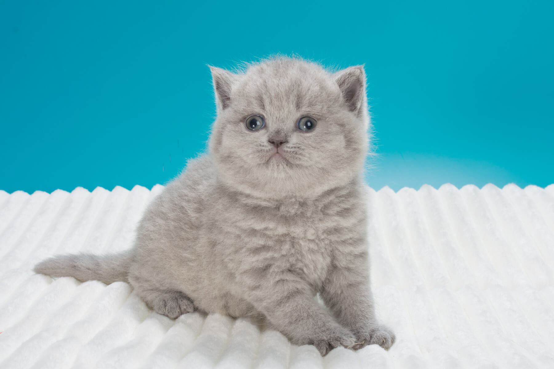 Фото британского голубого котёнка 