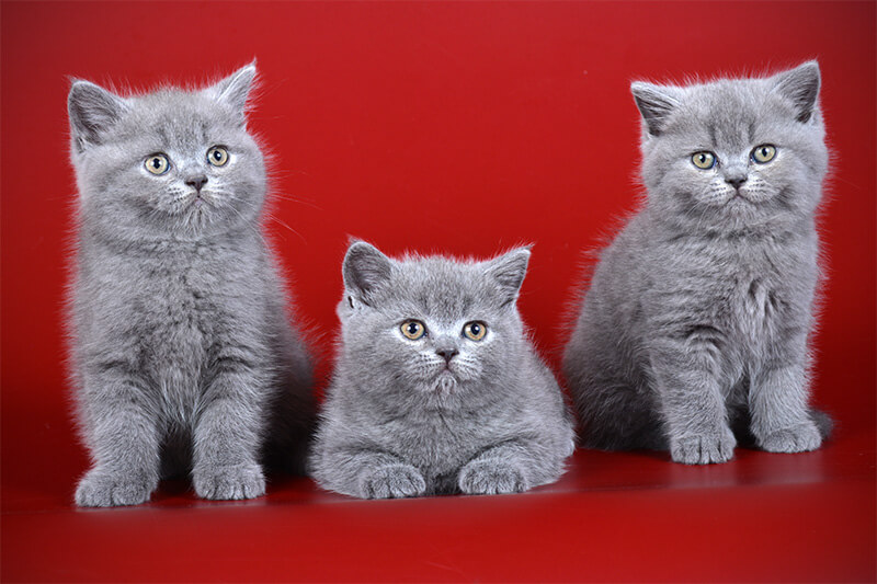 Сплошные ( однотонные) окрасы британских кошек