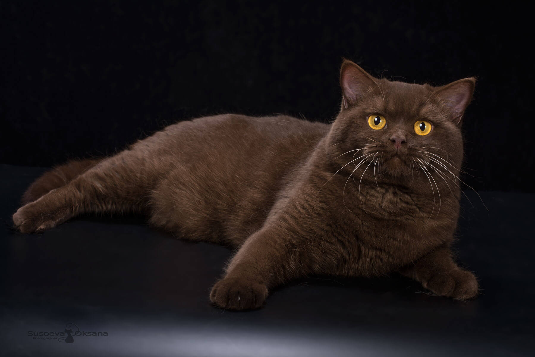 Фотография взрослого шоколадного британца  кота
