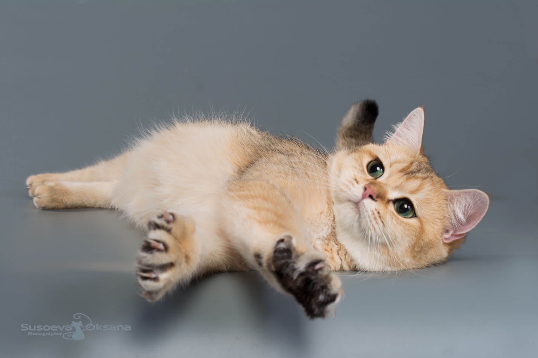 Фото золотой британской кошки по имени Хелси