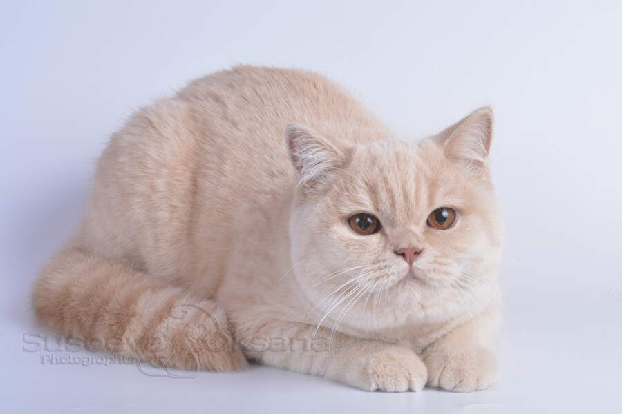 Британская кошка кремового (персикового) окраса, фото кремовой британки, британка бежевого цвета, фото кремового окраса британских кошек