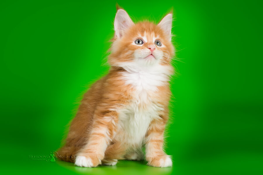 Котёнок мейн-кун красного с белым окраса
