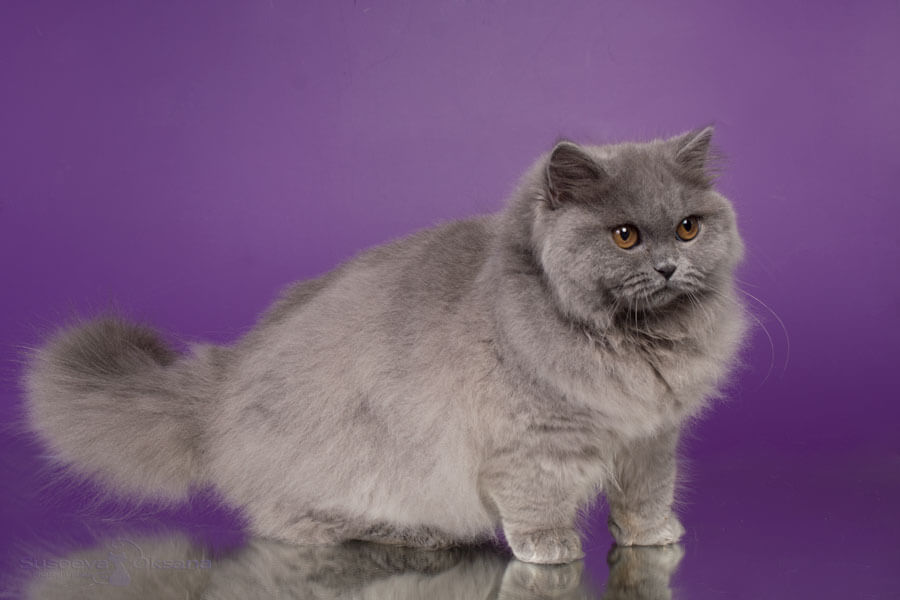 Фото голубой британской кошки по имени Викси