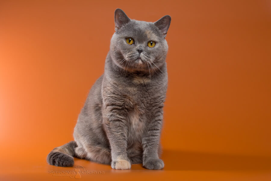 Британская голубо-кремовая кошка Кэш, фото