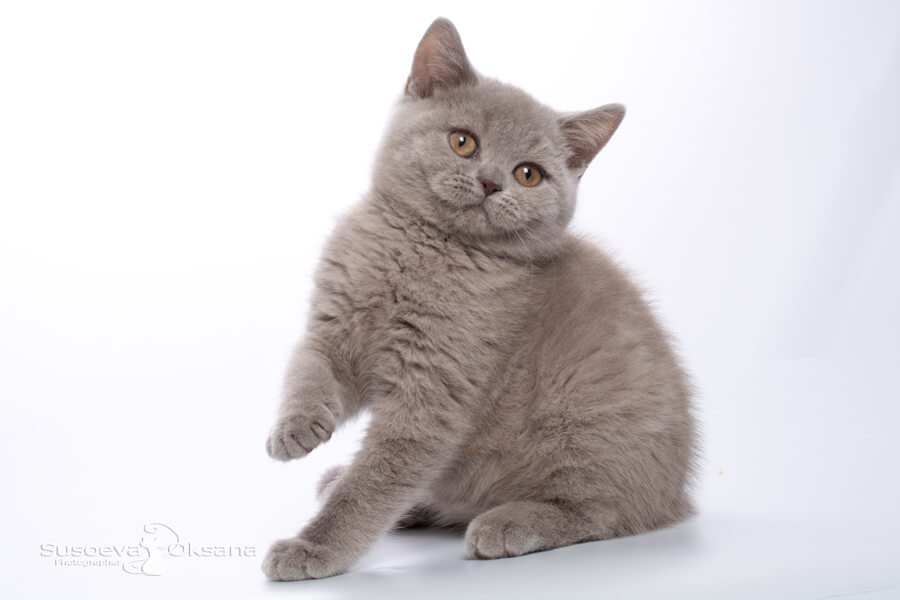 Лиловый британский котёнок, фото