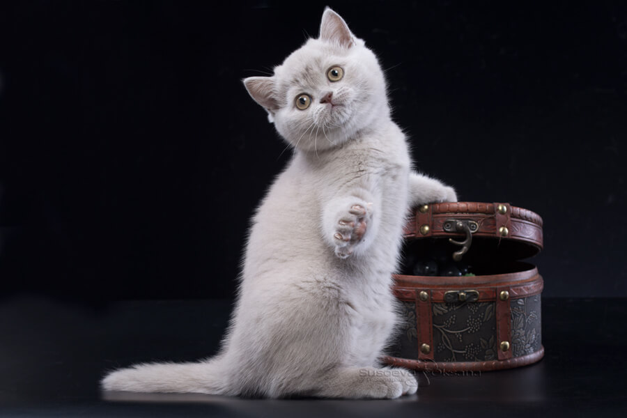 Фото британского лилового котёнка девочки, купить лилового британского котёнка