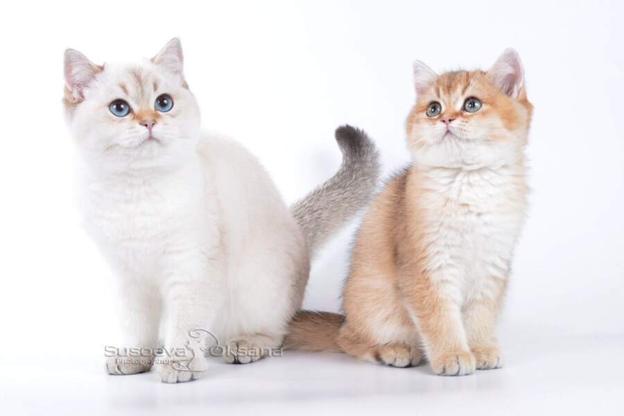 Фотосессия британских кошек окраса шоколадное и чёрное золото
