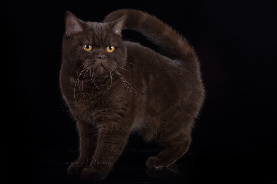 Фото британской короткошерстной кошки шоколадного окраса