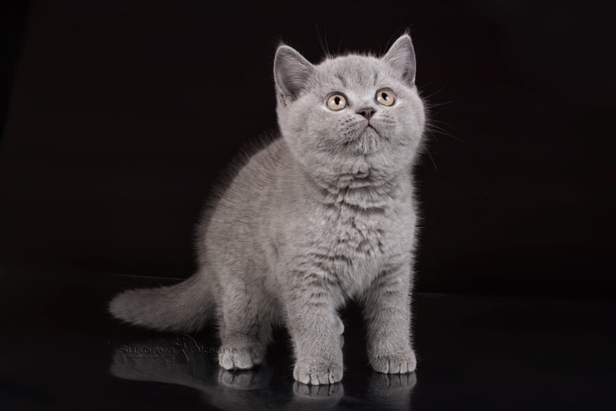 Голубой котёнок британец, фото