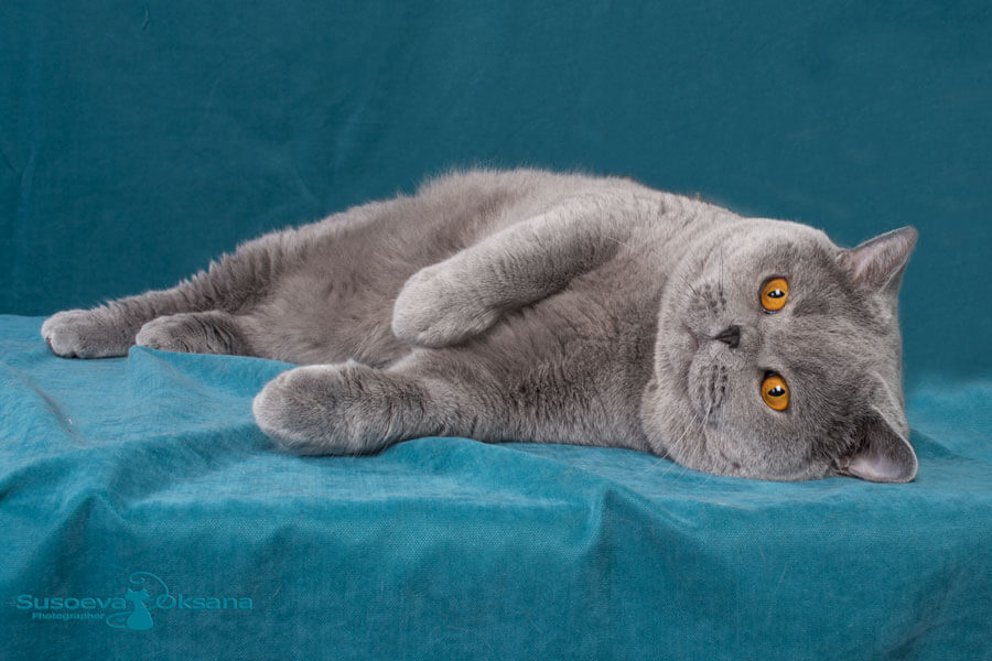 Фото британского голубого кота Cesare имени 