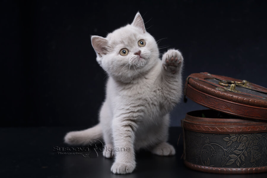 купить британского лилового котёнка , британский котёнок лиловый фото