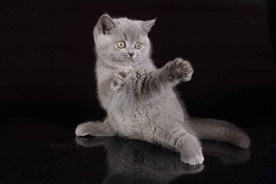 Фото британского голубого котёнка в бойцовской позе