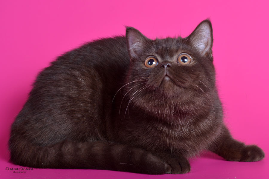 Британская шоколадная кошка, фото шоколадных британских котят, британские котята шоколадного окраса фото, британская короткошерстная кошка шоколадного окраса фото