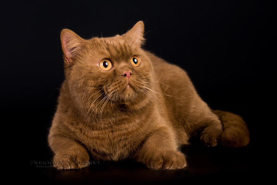 Британский кот циннамон окраса, фото