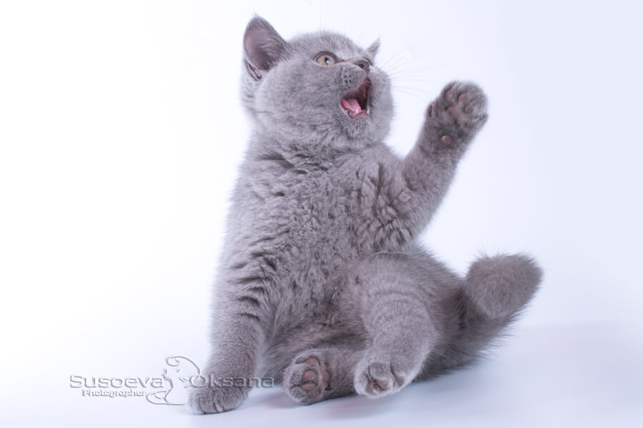 Фото голубого британского котёнка в возрасте 2 месяца
