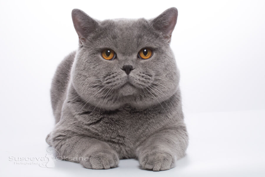 Кот серого окраса фото