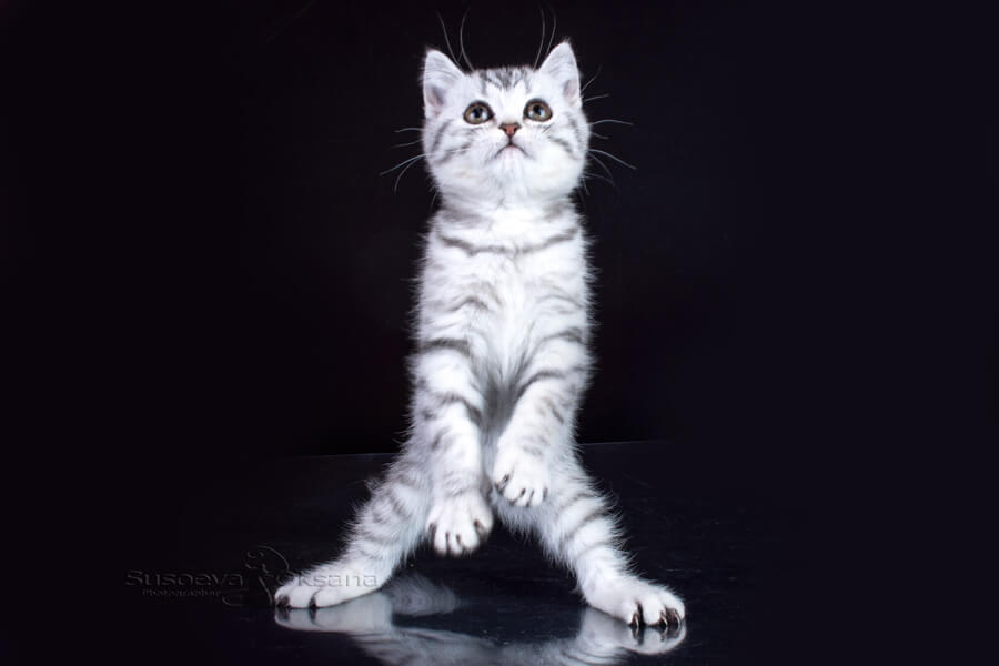 Британский чёрный серебристый котёнок в возрасте 1 месяц