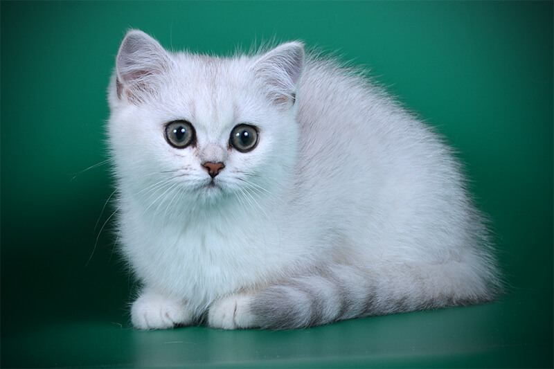 Фото британского котёнка окраса серебристая шиншилла ns 11, фото затушёванного серебристого британского котёнка
