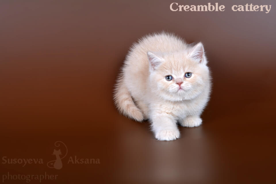 Фото британского котёнка кремового окраса