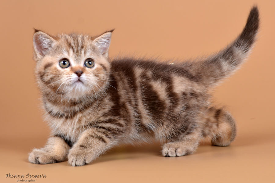 Кошка-котёнок окраса шоколадный мрамор, фото, фото шоколадных мраморных котят, британцы мраморных окрасов фото