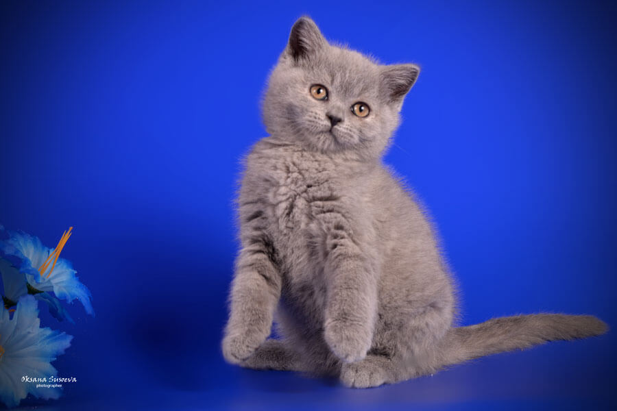 Фото британского голубого котёнка - кота голубого окраса, фото британских голубых котят