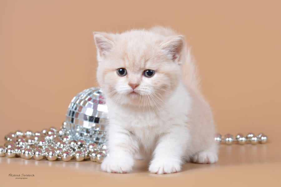 Британский котёнок-кошка окраса кремовый биколор