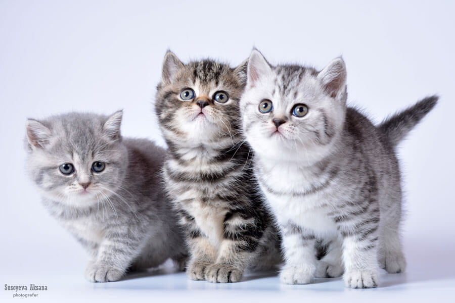 Британские пятнистые и мраморные котята, фото