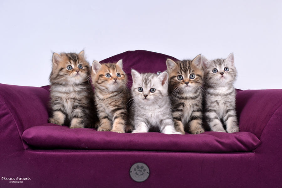 британские кошки мрамор на серебре фото, британские котята  мрамор, британский котёнок чёрный мрамор, мраморная британская короткошерстная кошка, мраморный кот фото, мраморный окрас британской кошки, британский котёнок чёрный мрамор