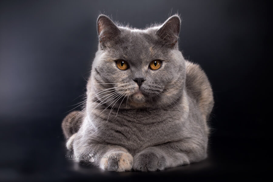 Британская короткошерстная кошка Шанель