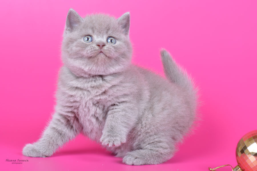 Британский котёнок лилового окраса, фото