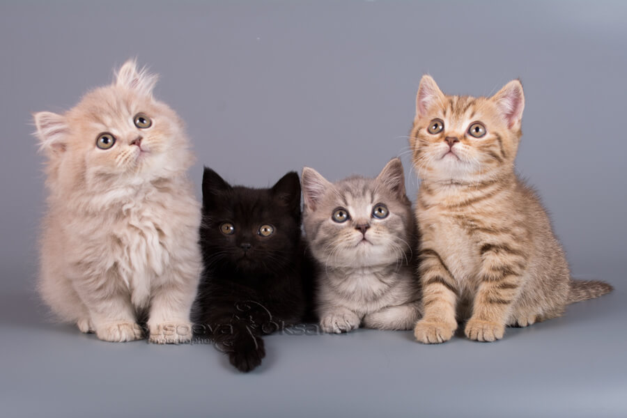 Фото британских котят однотонного и рисованного пятнистого окраса, британский чёрный котёно фоткотёнка, фото лилового длинношерстного британского котёнка, фото шоколадного пятнистого котёнка