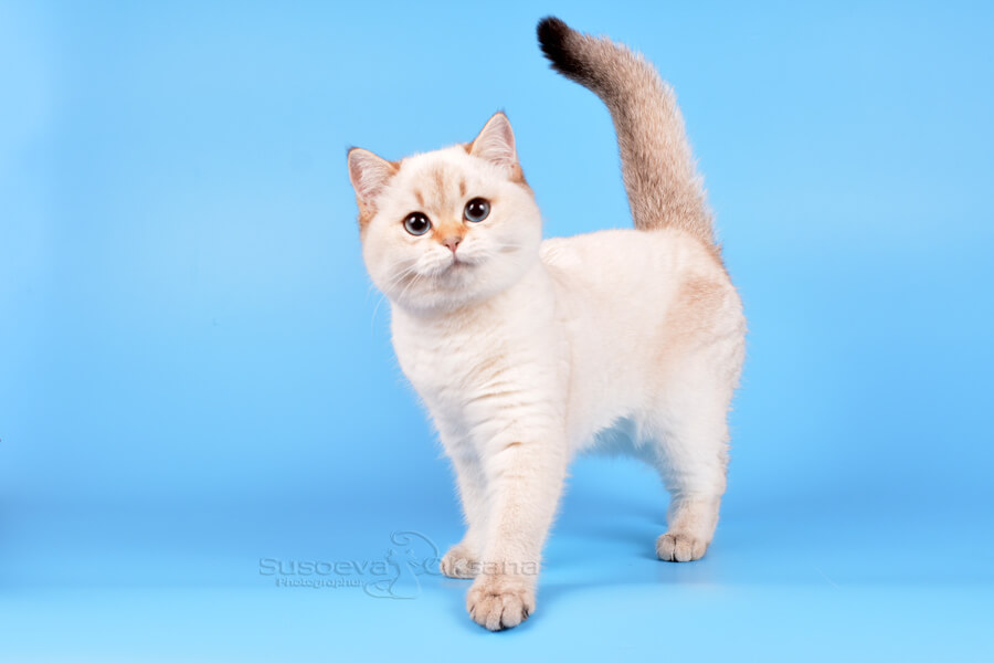 Британская кошка окраса пойнт с голубыми глазами