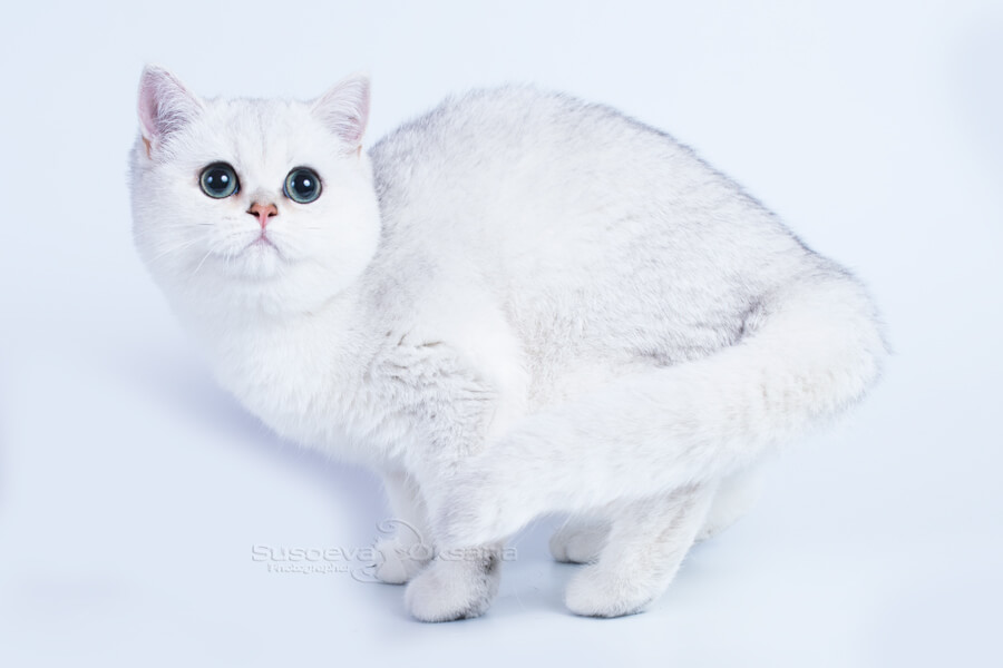 Британская кошка серебристого затушёванного окраса ns 11 фото, купить британского котёнка серебристого окраса